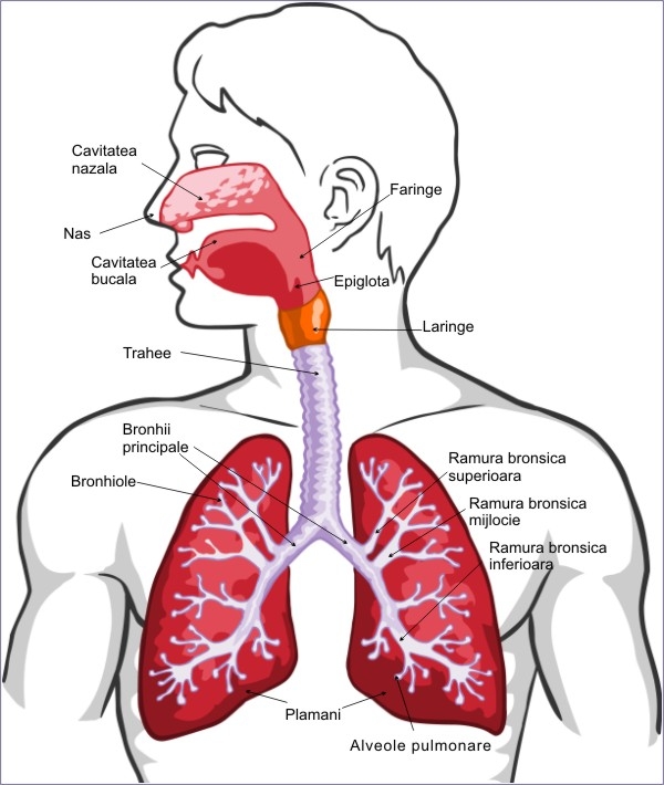 imagine cu cailor respiratorii